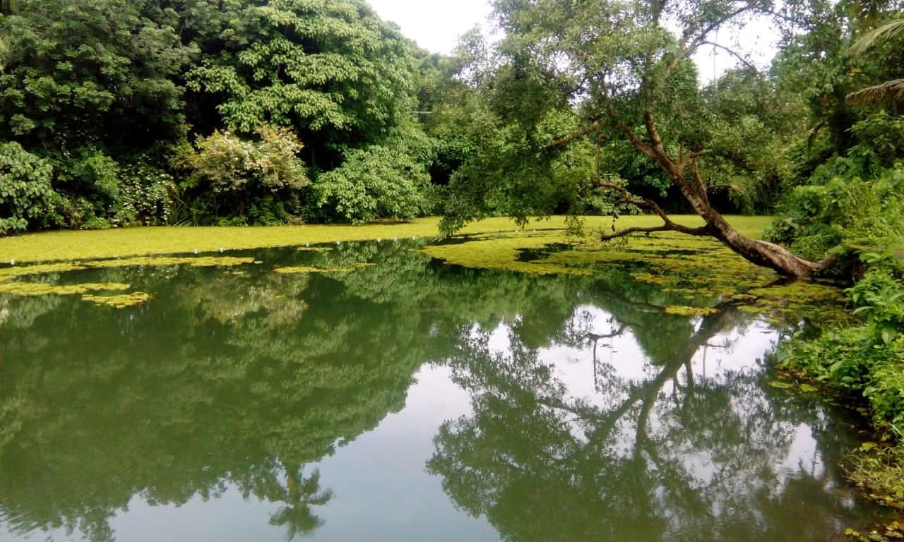 Natural Pond View